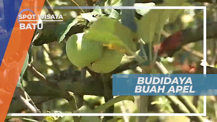 Belajar Langsung Cara Membudidayakan Pohon Apel, Batu
