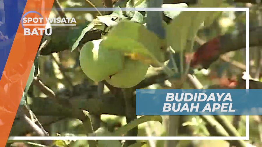 Belajar Langsung Cara Membudidayakan Pohon Apel, Batu