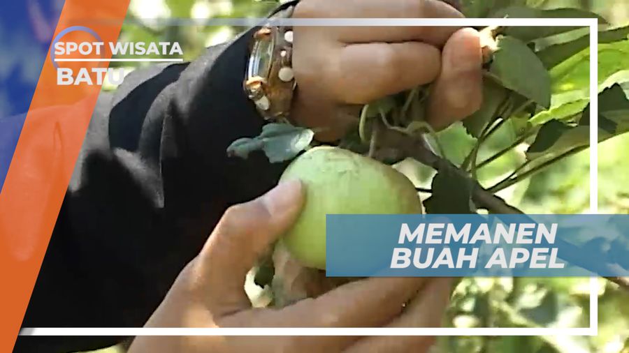 Serunya Memanen Apel Manalagi yang Rasanya Gurih dan Manis, Batu