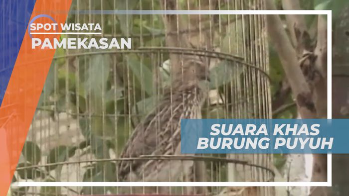 Burung Puyuh, Unggas Mungil yang Cantik Bersuara Khas, Pamekasan