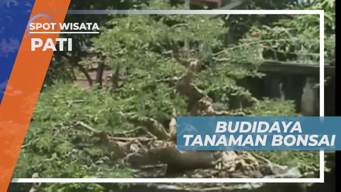 Budidaya Bonsai, Tanaman yang Identik dengan Ketenangan Diri, Pati