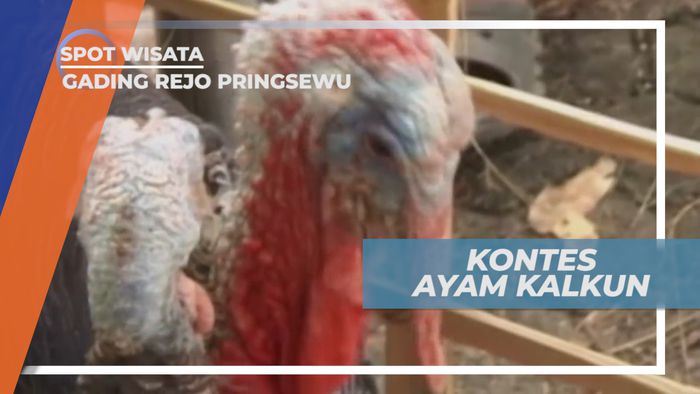 Melewati Berbagai Pemeriksaan, Kontes Ayam Kalkun Diikuti Puluhan Peserta, Lampung