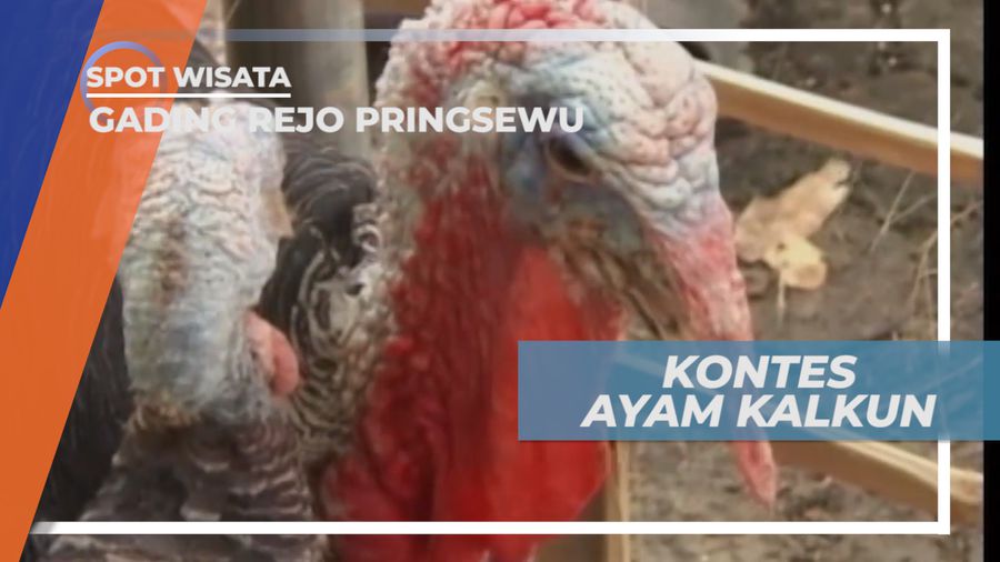 Kontes Ayam Kalkun, Unggas Unik yang Kini Digemari, Gading Rejo Pringsewu