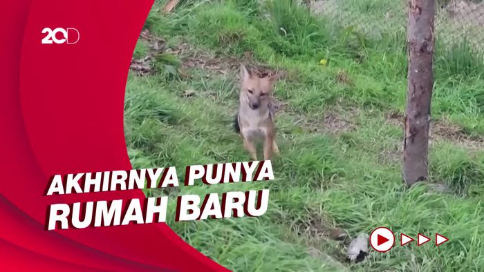 Misi Penyelamatan Rubah Andes dari Perdagangan Ilegal di Peru