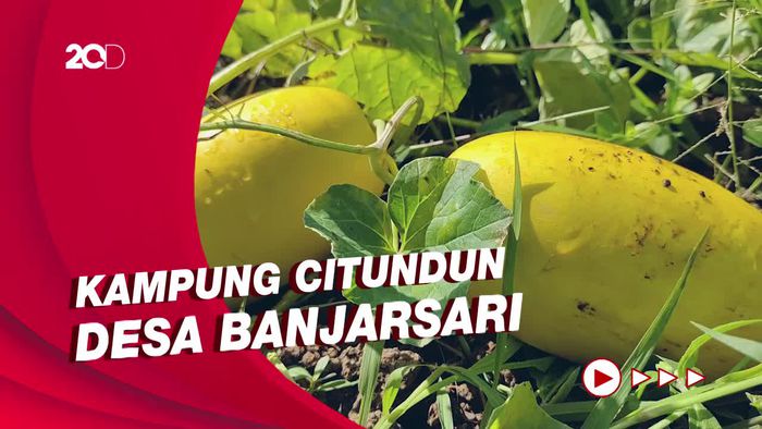 Melihat Sentral Penghasil Timun Suri untuk Takjil