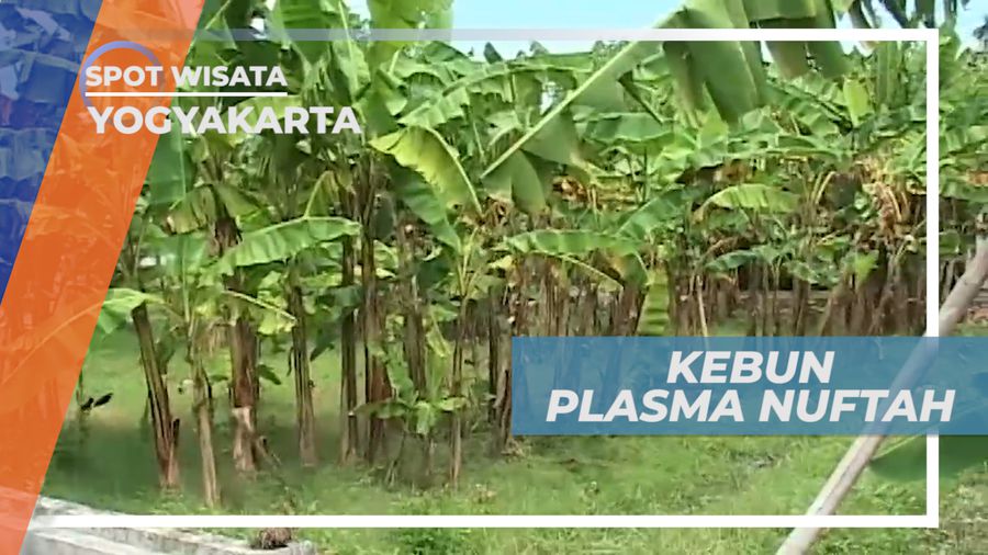 Pusat Kebun Pisang Nasional, Jenis Pisang Terlengkap Se-Indonesia, Yogyakarta