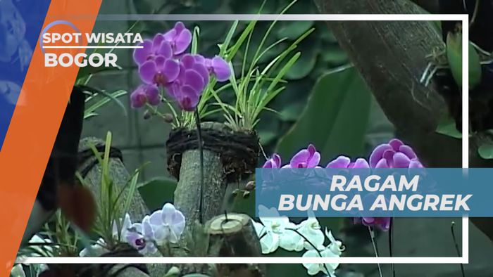 Melihat Warna-warni Cantik nan Eksotik Ragam Bunga Anggrek, Bogor
