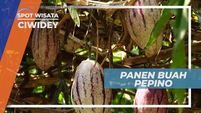 Pepino, Buah Dataran Tinggi yang Kaya Manfaat, Ciwidey