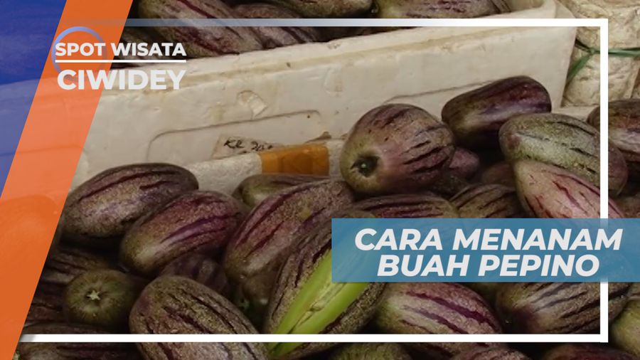 Budidaya Buah Pepino, Membutuhkan Keterampilan Khusus Agar Tanaman Subur, Ciwidey