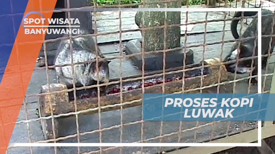 Fermentasi Biji-biji Kopi Arabika Luwak Liar Banyuwangi