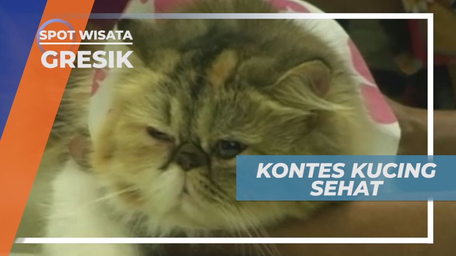 Kontes Kucing Sehat, Pagelaran Unik di Gresik Jawa Timur