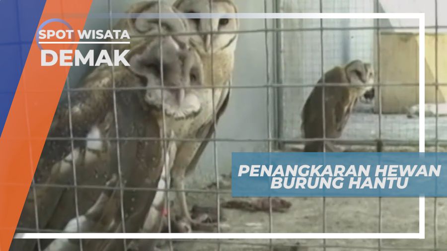 Berkunjung ke Penangkaran Burung Hantu di Demak Jawa Tengah