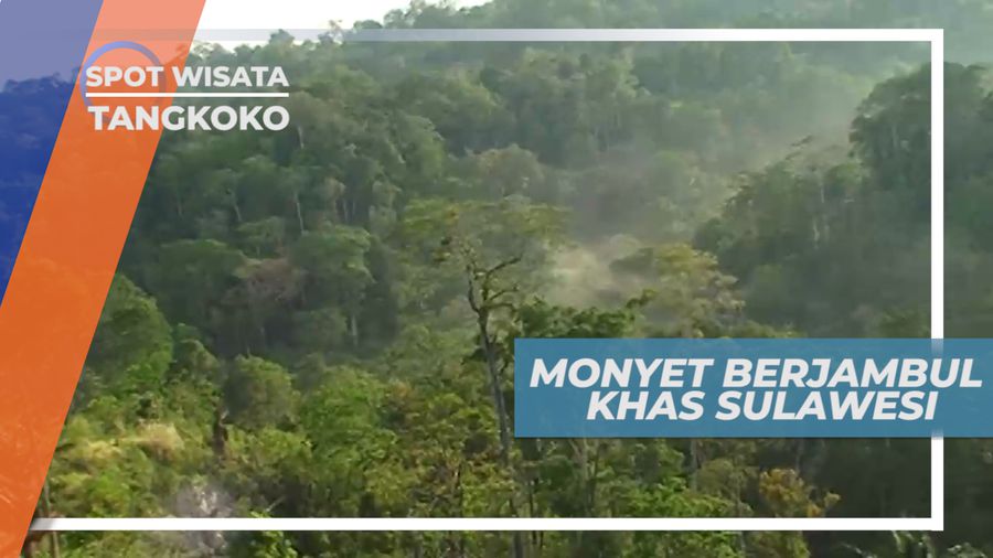 Yaki, Monyet Berjambul Khas Sulawesi, Cagar Alam Tengkoko