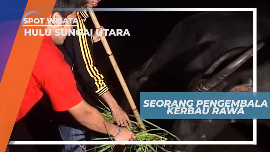 Kerbau Rawa, Hewan Peliharaan Andalan Masyarakat Hulu Sungai Utara