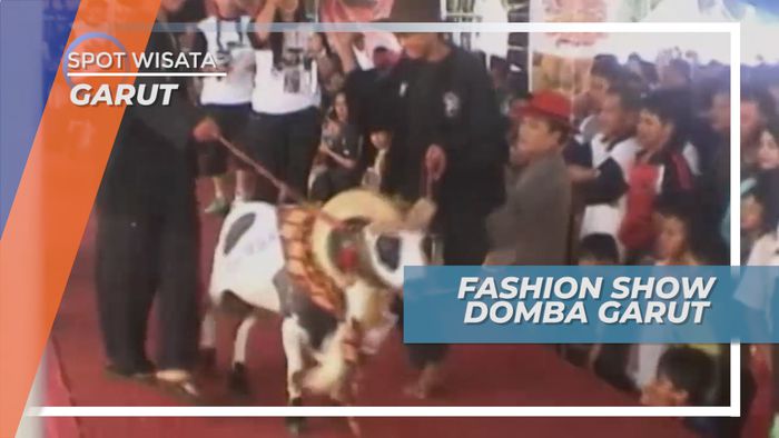 Lenggak-lenggok di Catwalk, Pegelaran Unik Fashion Show Domba Garut