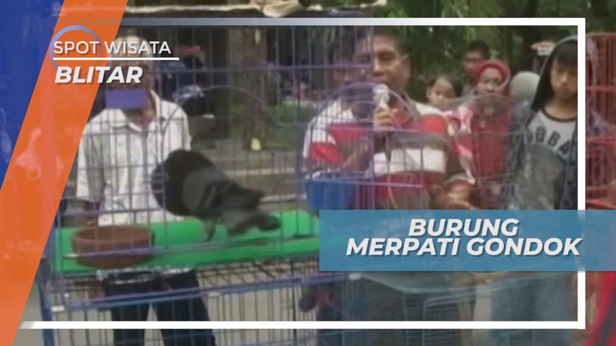 Dapat Berdiri Tegap, Keunikan Burung Merpati Gondok Blitar