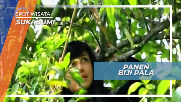 Pohon Pala, Tumbuhan yang Bisa Mencapai Usia Ratusan Tahun, Sukabumi