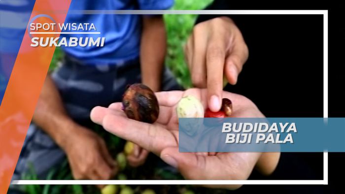 Budidaya Biji Pala di Lahan Seluas 1 Hektar, Sukabumi