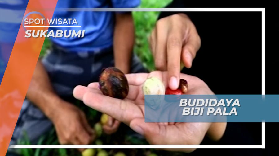 Budidaya Biji Pala di Lahan Seluas 1 Hektar, Sukabumi
