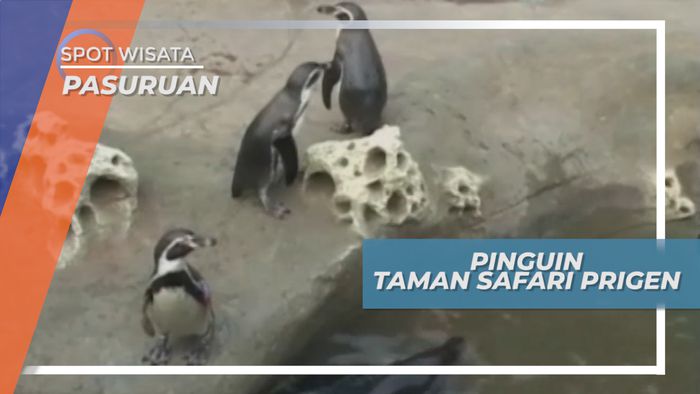 Aksi Lucu Penguin Memeriahkan Suasana Taman Safari, Pasuruan