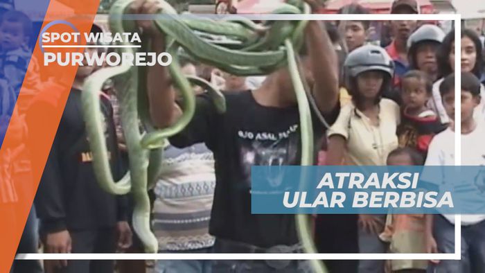 Atraksi Ular Berbisa, Melihat Serunya Pertunjukan yang Membuat Bulu Kuduk Merinding, Purworejo