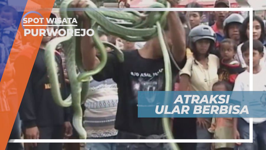 Atraksi Ular Berbisa, Melihat Serunya Pertunjukan yang Membuat Bulu Kuduk Merinding, Purworejo