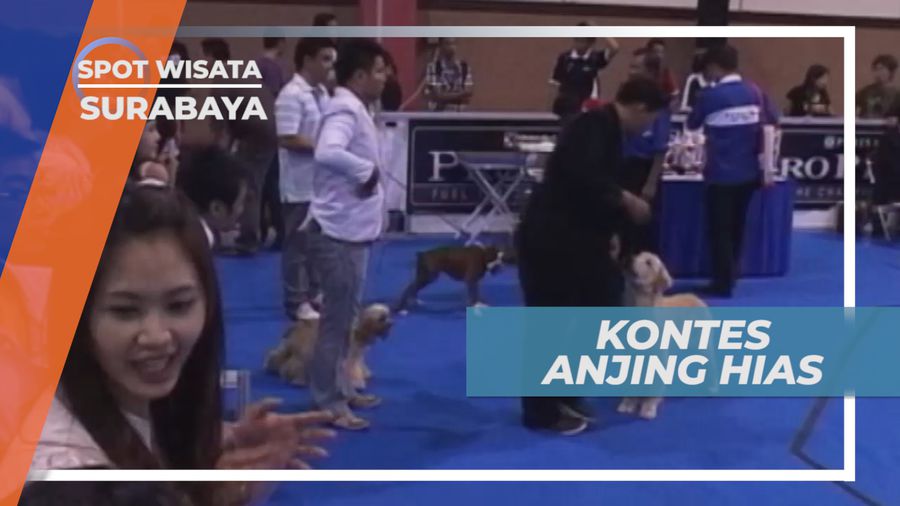 Adu Ketangkatasan dan Kecantikan di Kontes Anjing Ras, Surabaya