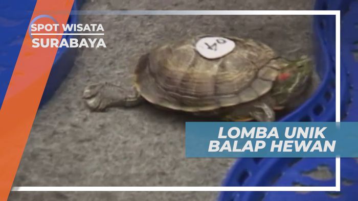 Adu Balap Unik, Hamster dan Kura-kura Berpacu di Lintasan, Surabaya
