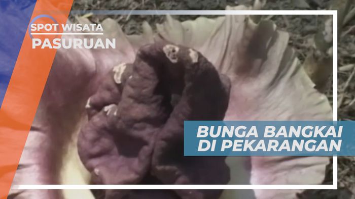 Bunga Bangkai, Tumbuhan dari Suku Talas-talasan Endemik dari Sumatera, Pasuruan