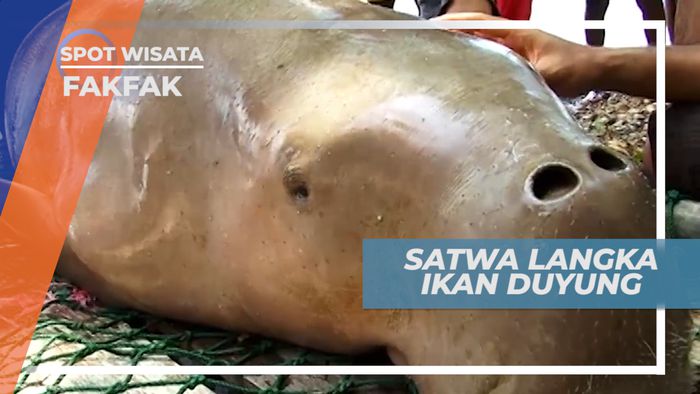 Ikan Dugong, Sapi Laut yang Bisa Mencapai Usia Puluhan Tahun, Fakfak