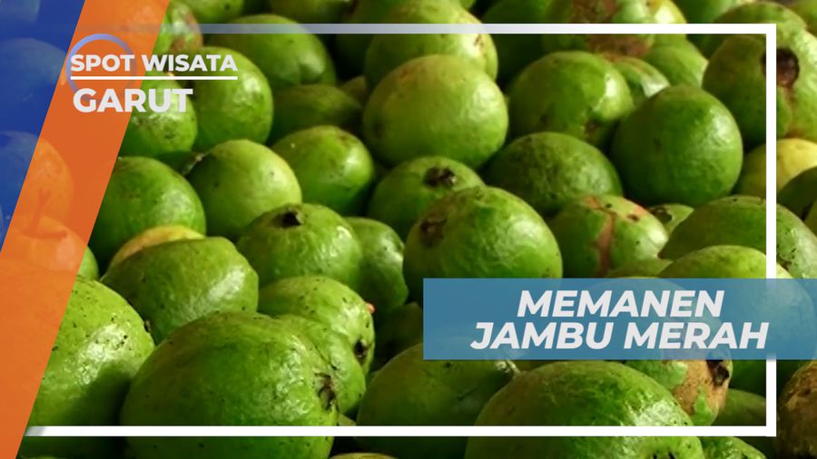 Panen Buah Jambu Merah, Buah Tropis yang Populer di Indonesia, Garut