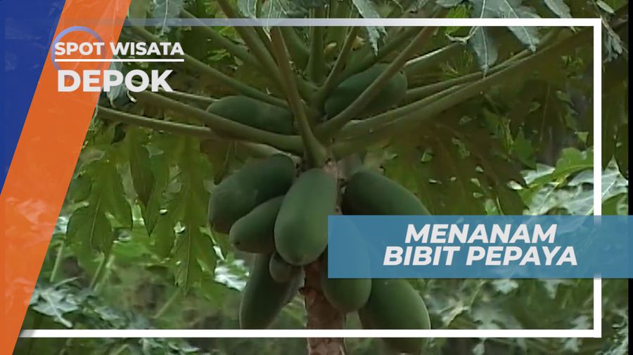 Sejak Tanam Bibit, Pepaya Calina Dapat Dipanen 8 Bulan Kemudian, Depok