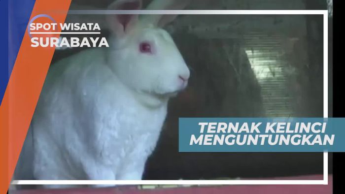 Berkunjung ke Peternakan Kelinci Jenis Rex di Surabaya