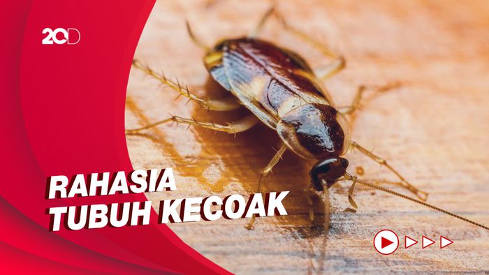 Ilmuwan Ungkap Cara Kecoak Bertahan Hidup dari Serangan Asteroid