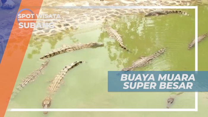 Buaya Muara, Reptil Terbesar di Dunia Asal Borneo, Subang