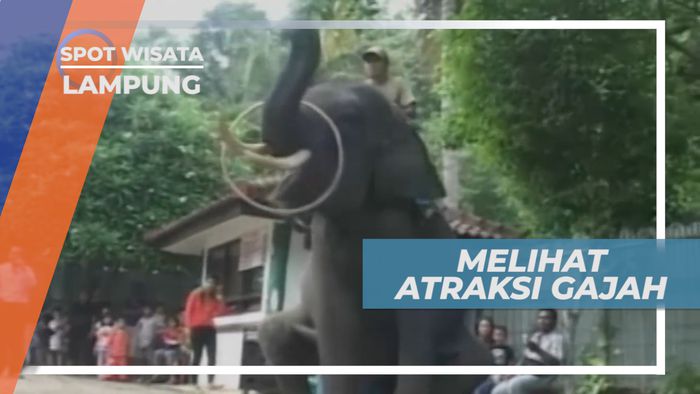 Atraksi Gajah, Binatang Besar yang Pintar, Teluk Betung