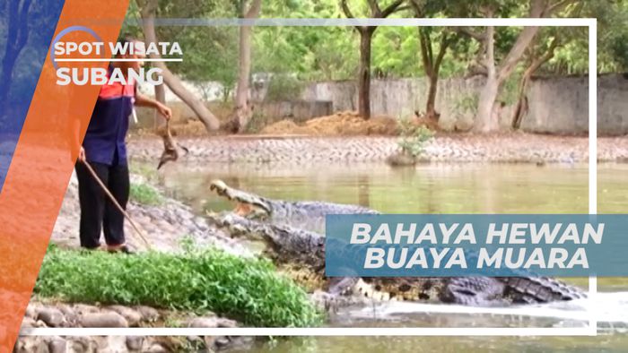 Buaya Muara, Reptil yang Mampu Hidup Hingga Ratusan Tahun, Subang