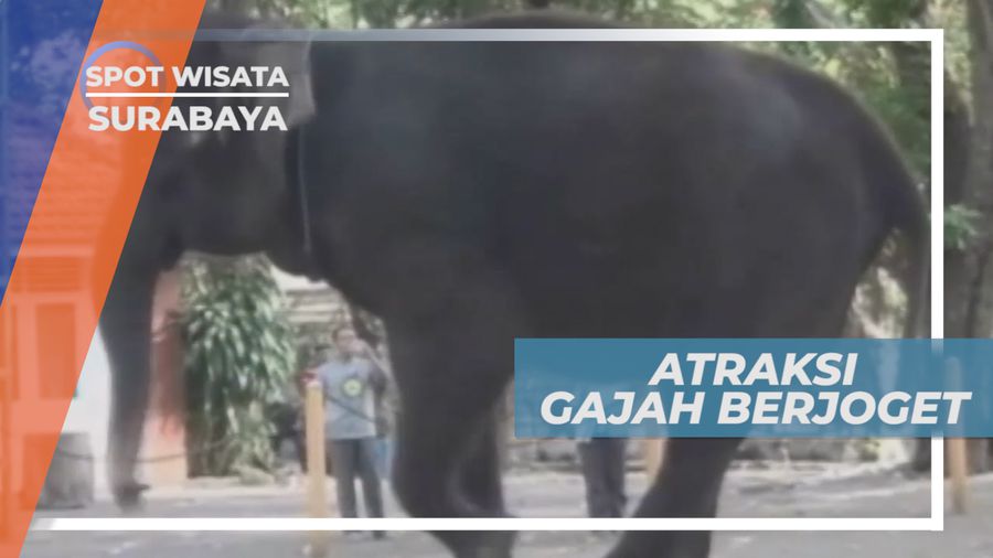 Gajah Joget, Hiburan Seru dari Hewan Mamalia dengan Ingatan Kuat, Surabaya