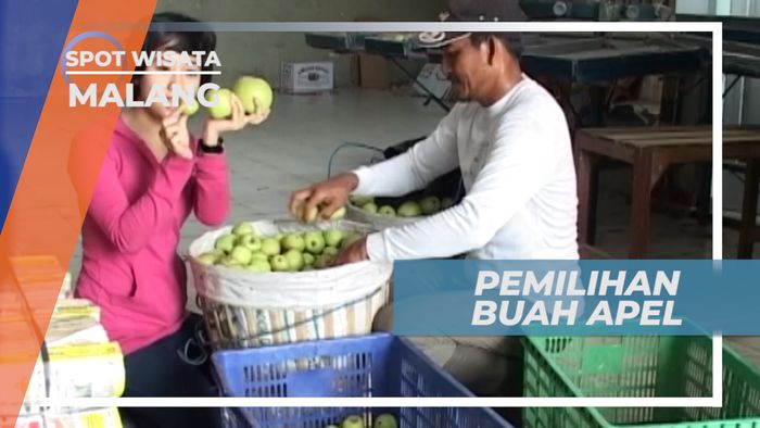 Khasiat Apel Malang Bagi Kesehatan