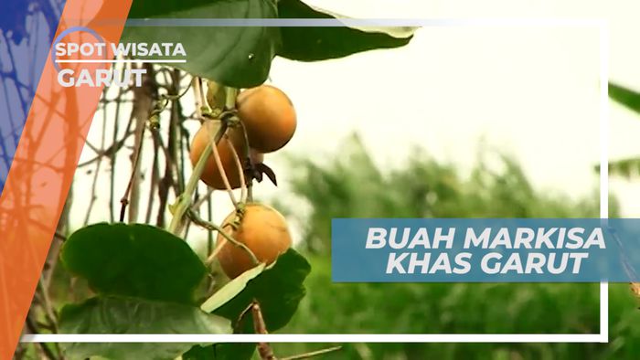 Buah Konyal, Si Markisa Hutan Khas Kota Dodol, Garut