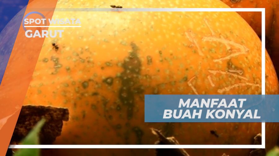 Buah Konyal, Si Mungil yang Berkhasiat dan Kaya Manfaat, Garut