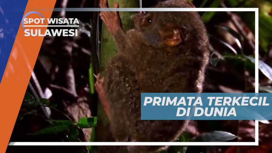 Tarsius, Primata Mungil yang Menggemaskan, Cagar Alam Tangkoko