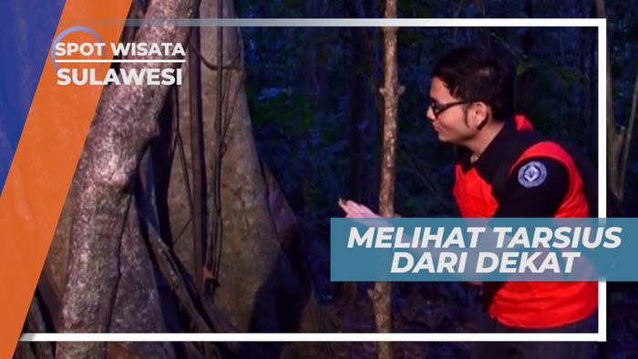 Meski Kecil dan Menggemaskan, Tarsius Merupakan Hewan Nokturnal yang Aktif di Malam Hari, Cagar Alam Tangkoko