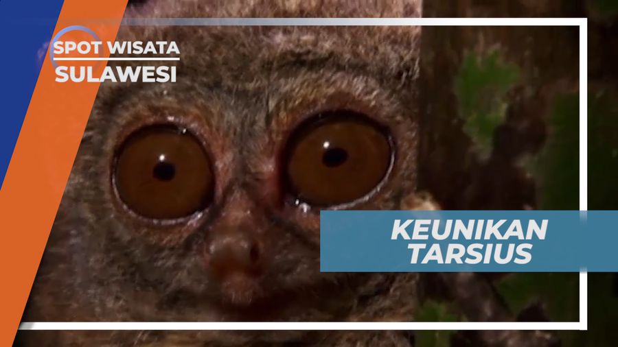 Selain Serangga, Tarsius juga Memangsa Burung dan Ular, Cagar Alam Tangkoko