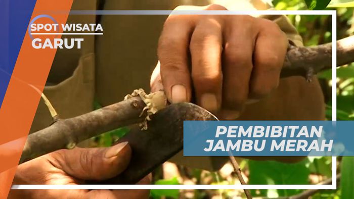 Jambu Merah, Pembibitan Mudah dan Nilai Ekonomis yang Tinggi, Garut