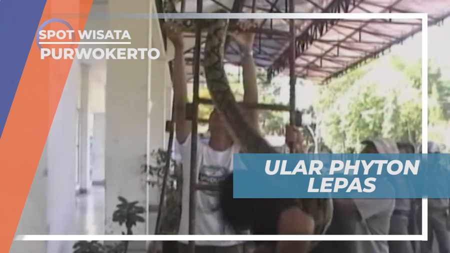 Ular Piton, Jenis Ular dengan Ukuran Besar, Purwokerto