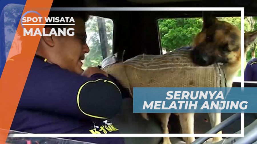 Komunitas Pelatih Anjing, Mengasah Ketangkasan Para Anjing, Malang
