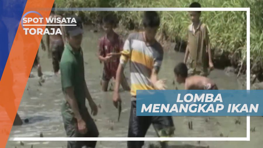 Tradisi Tangkap Ikan, Bentuk Ucap Syukur Warga Toraja Atas Hasil Panen