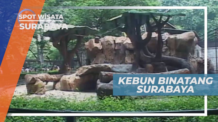 Melihat Tingkah Lucu Satwa di Kebun Binatang Surabaya             