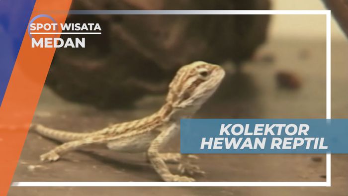 Mengunjungi Tempat Pecinta Berbagai Hewan Reptil, Medan